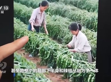 AI造假直播乱象调查：虚增农产品产量冒充品牌带货