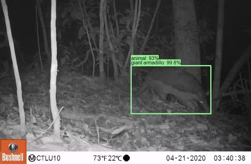 谷歌开源物种识别 AI 模型 SpeciesNet，助力野生动物研究