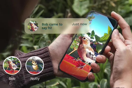 能给后院鸟儿起名，智能喂食器用 AI 技术识别鸟类个体