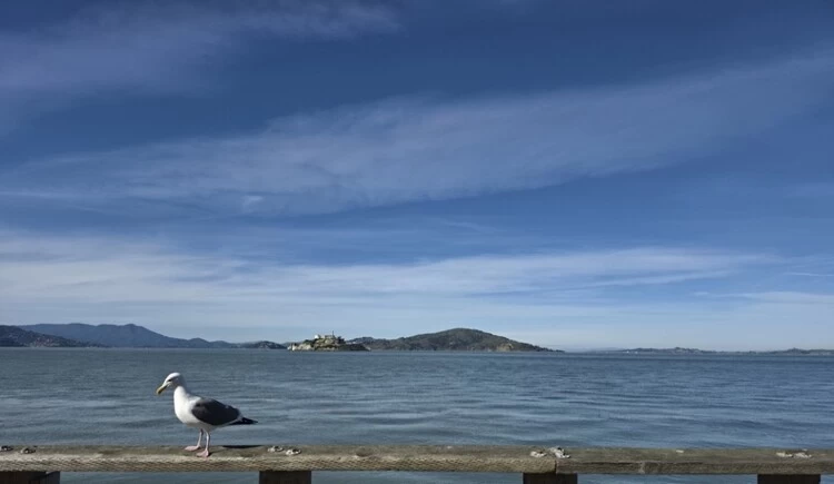 从海滨远眺到璀璨夜色 三星Galaxy镜头下的旧金山 从海滨远眺到璀璨夜色 三星Galaxy镜头下的旧金山